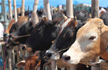 Cow vigilante groups have no any place in the country: Centre tells Supreme Court